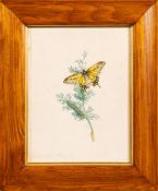 English School 19th Century- Swallow tail butterfly, a study,