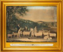 SOUTH-DOWN SHEEP : large hand coloured aquatint titled, 