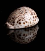 A late 19th/early 20th century brass mounted cowrie shell: the mount inscribed with details of an