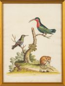 George Edwards [1694-1773]- Ornithological studies, a group of seven coloured engravings,