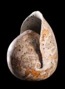 *Alan Wallwork [1931-2019] a stoneware 'Nautilus' form: under patchy grey, ivory and russet glazes,