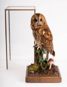 A cased taxidermy Tawny Owl by W.