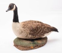 A full mount taxidermy Canada goose mounted on a base: 50cm high.