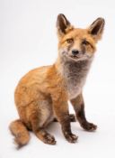 A full mount taxidermy Fox cub:, 34.