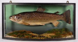 A cased preserved taxidermy Trout by J Cooper & Sons,