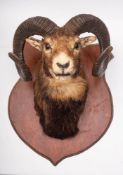 A taxidermy Mouflon Ram's head on shield plinth:, 69cm x 50cm.