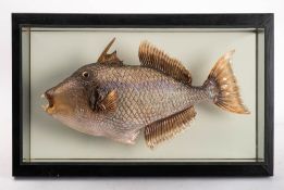A case preserved Triggerfish: mounted on a plain glazed picture frame case, the fish 43cm long,