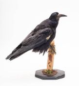 A taxidermy Rook,mounted on a branch on a shaped plinth, 38cm high.