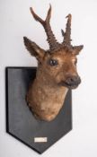 A Victorian taxidermy Roe deer head on later shield plinth: with inscribed plaque 'Shot at