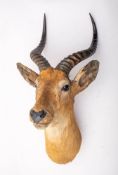A taxidermy African white eared Kob head,