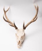 A set of ten point deer antlers with skull mount:, 55cm wide.