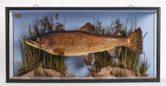 A cased preserved taxidermy Brown Trout by J.