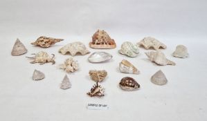 Assorted seashells, etc