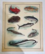 Macmillans Nature Class pictures, plates 1-62 and Animal Pictures, posters within cased folios (2)