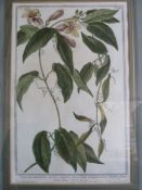 After Giorgio Bonelli  Two coloured engravings believed from 'Hortus Romanus' [1772] 'Bigonia