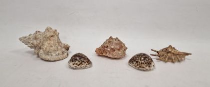 Large conch shell and four further seashells (5)