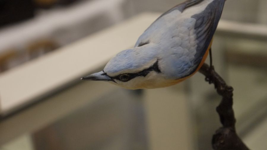 Pair of Albany Fine China Limited birds on bronze branches, one inscribed 'Nut Hatch' and the - Image 14 of 16