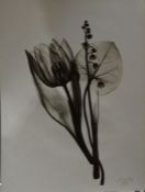Two black and white photogram studies of tulips, stamped 'AGFA' to bottom right corner (2)