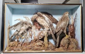 Victorian taxidermy cased diorama of a gosshawk, buzzard with prey in its talons and a further