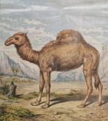 Assorted prints and daguerreotypes (1 box)