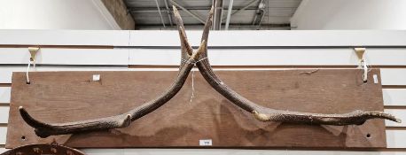 Stag Antlers on a wood base - the antlers have been slipped down and tied - please see images