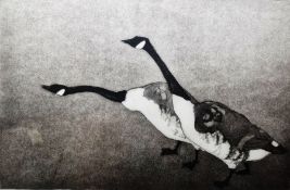 Julian Williams (b. 1953) Etching and aquatint Study of two geese, signed lower right, limited