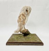 Rowland Ward Ltd, Piccadilly, London taxidermic barn owl under rectangular glazed display, with