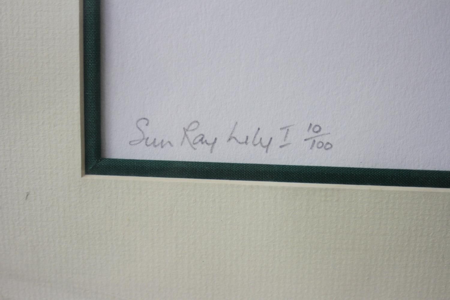Margaret Murray- Two signed prints of floral compositions. Signed by artist. 'Sunray Lily 1' and ' - Image 7 of 12