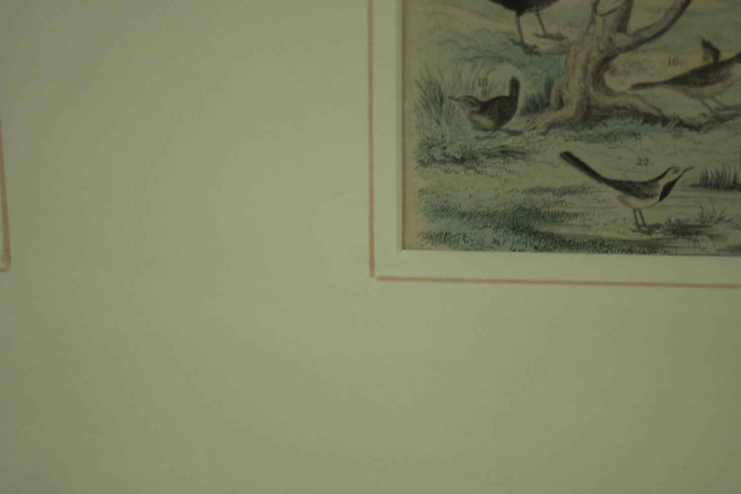 A framed and glazed triptych of 19th century hand coloured engravings of various species of tropical - Image 10 of 11