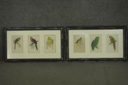Two framed and glazed sets of three 19th century hand coloured engravings of parrot species, each