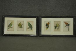 Two framed and glazed sets of three 19th century hand coloured engravings of parrot species, each