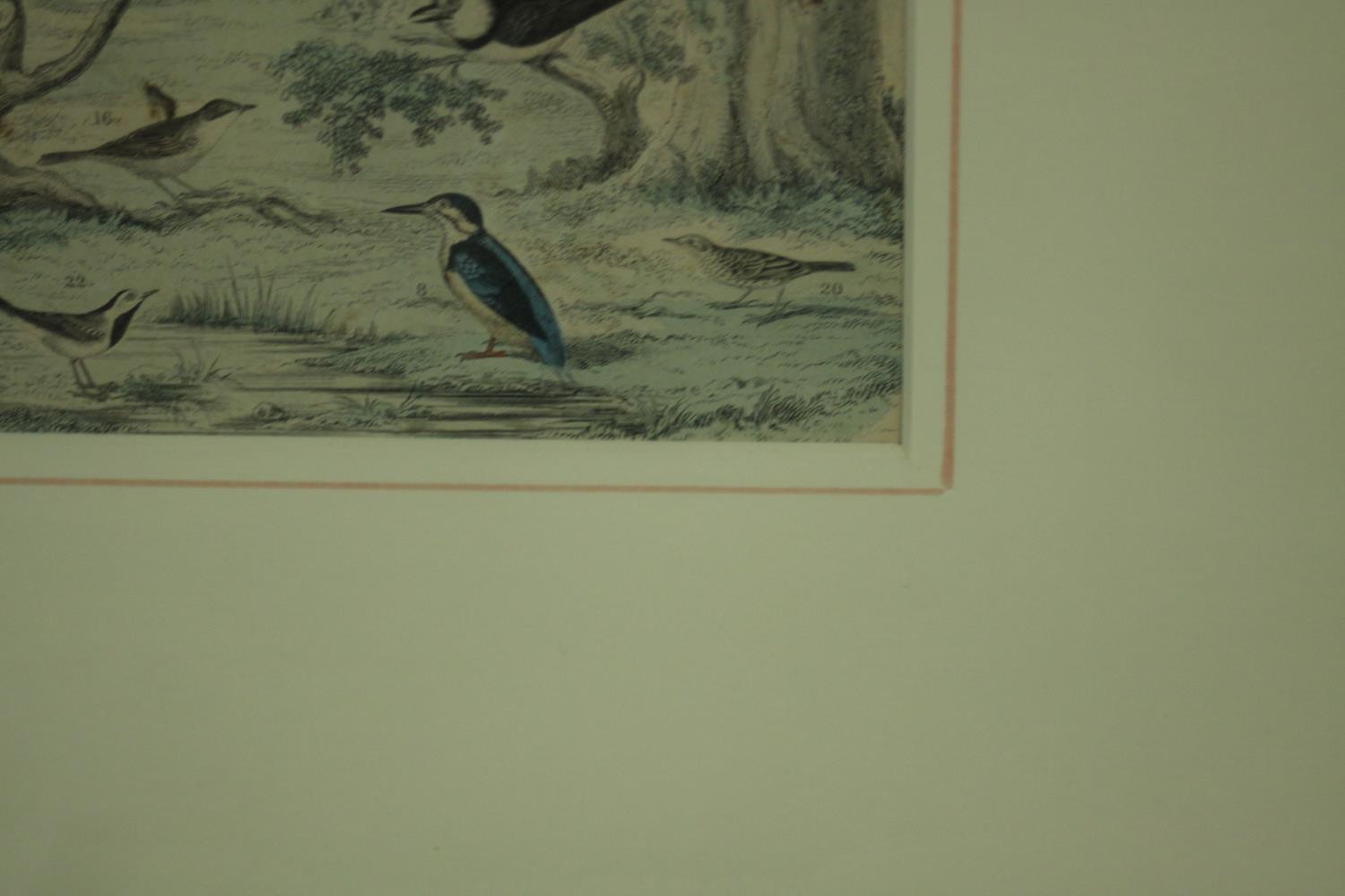 A framed and glazed triptych of 19th century hand coloured engravings of various species of tropical - Image 8 of 11