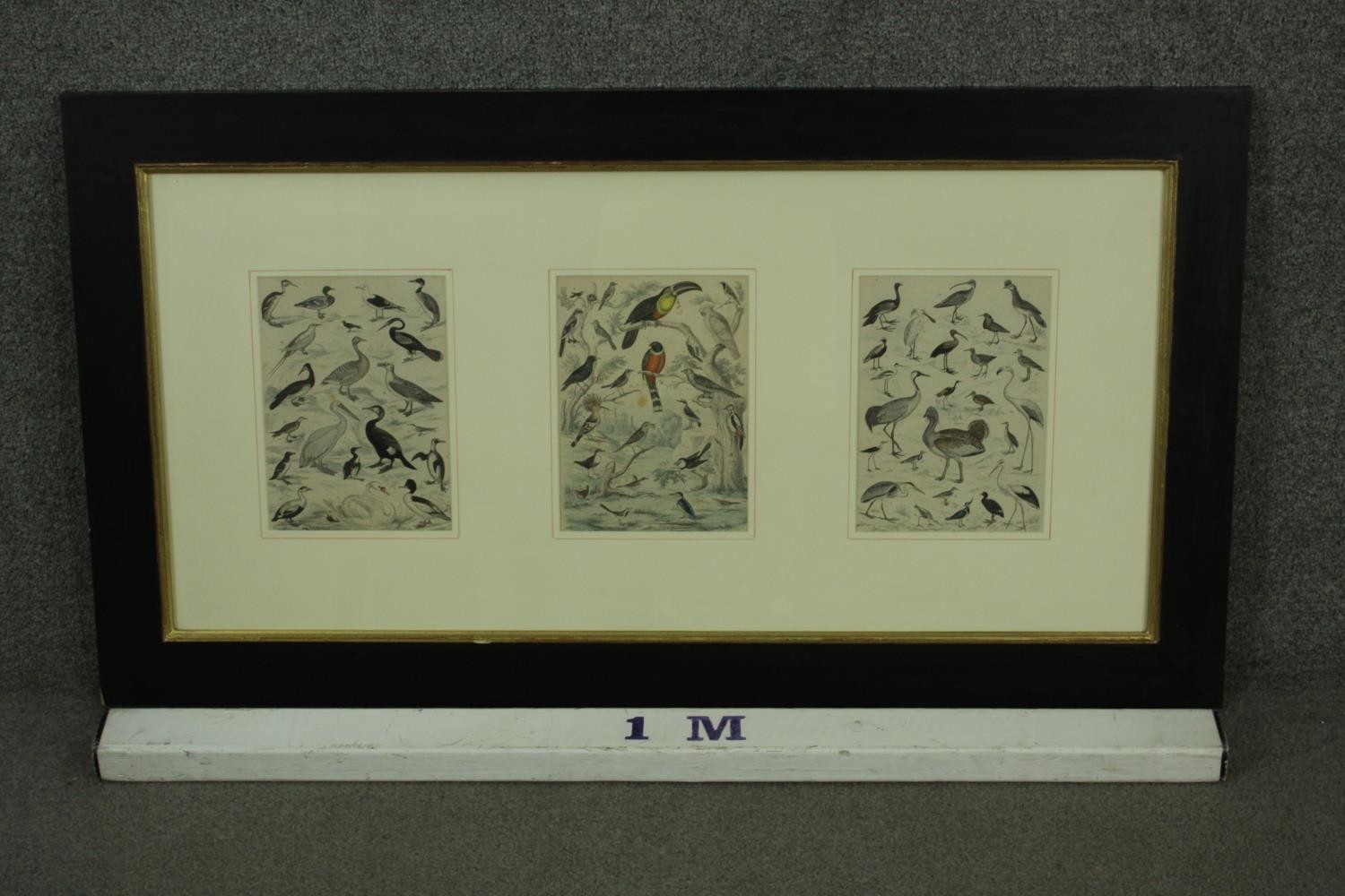 A framed and glazed triptych of 19th century hand coloured engravings of various species of tropical - Image 2 of 11