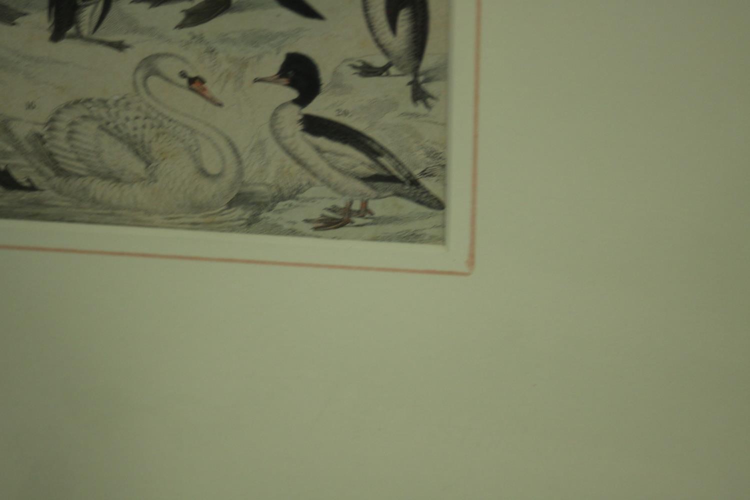 A framed and glazed triptych of 19th century hand coloured engravings of various species of tropical - Image 9 of 11