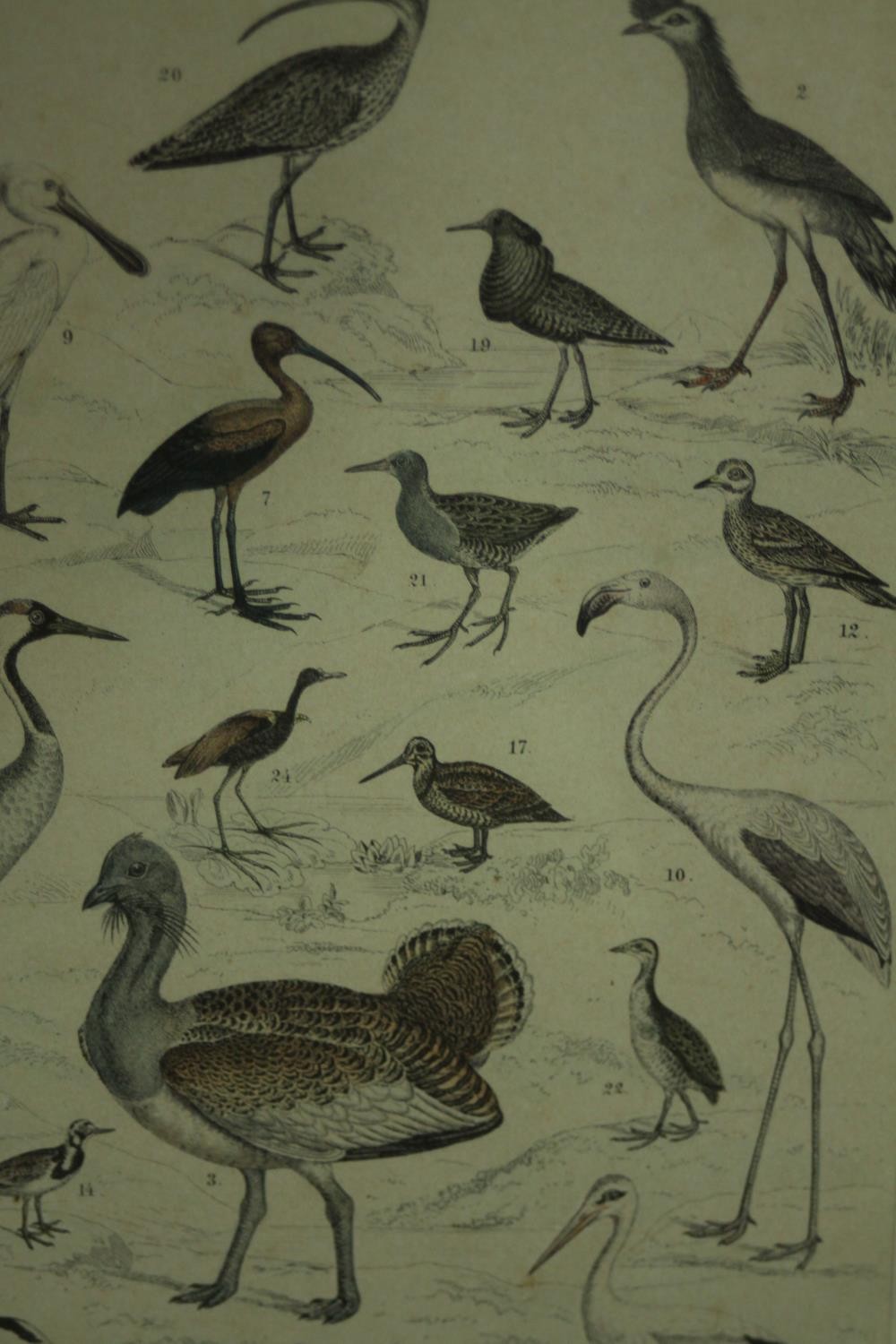 A framed and glazed triptych of 19th century hand coloured engravings of various species of tropical - Image 6 of 11