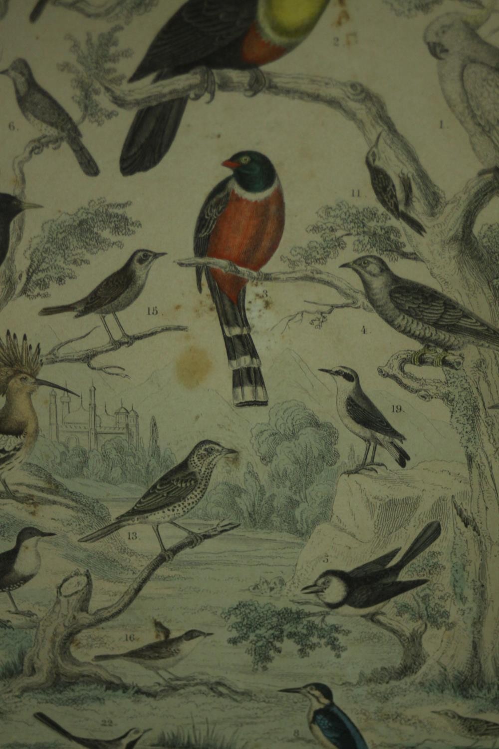 A framed and glazed triptych of 19th century hand coloured engravings of various species of tropical - Image 5 of 11