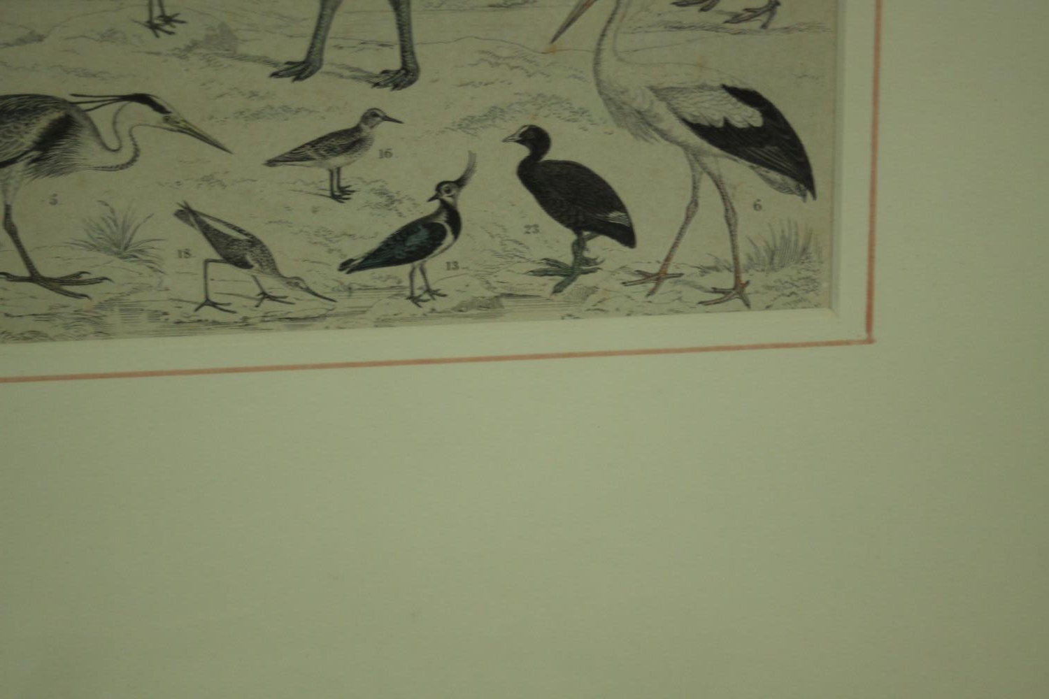 A framed and glazed triptych of 19th century hand coloured engravings of various species of tropical - Image 7 of 11
