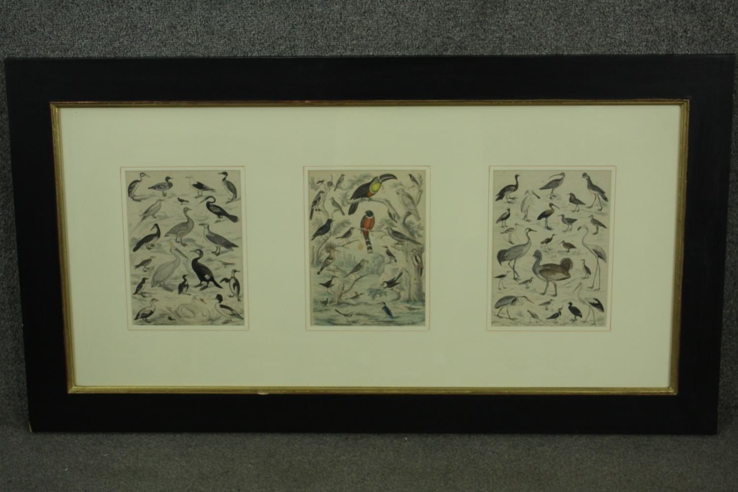 A framed and glazed triptych of 19th century hand coloured engravings of various species of tropical