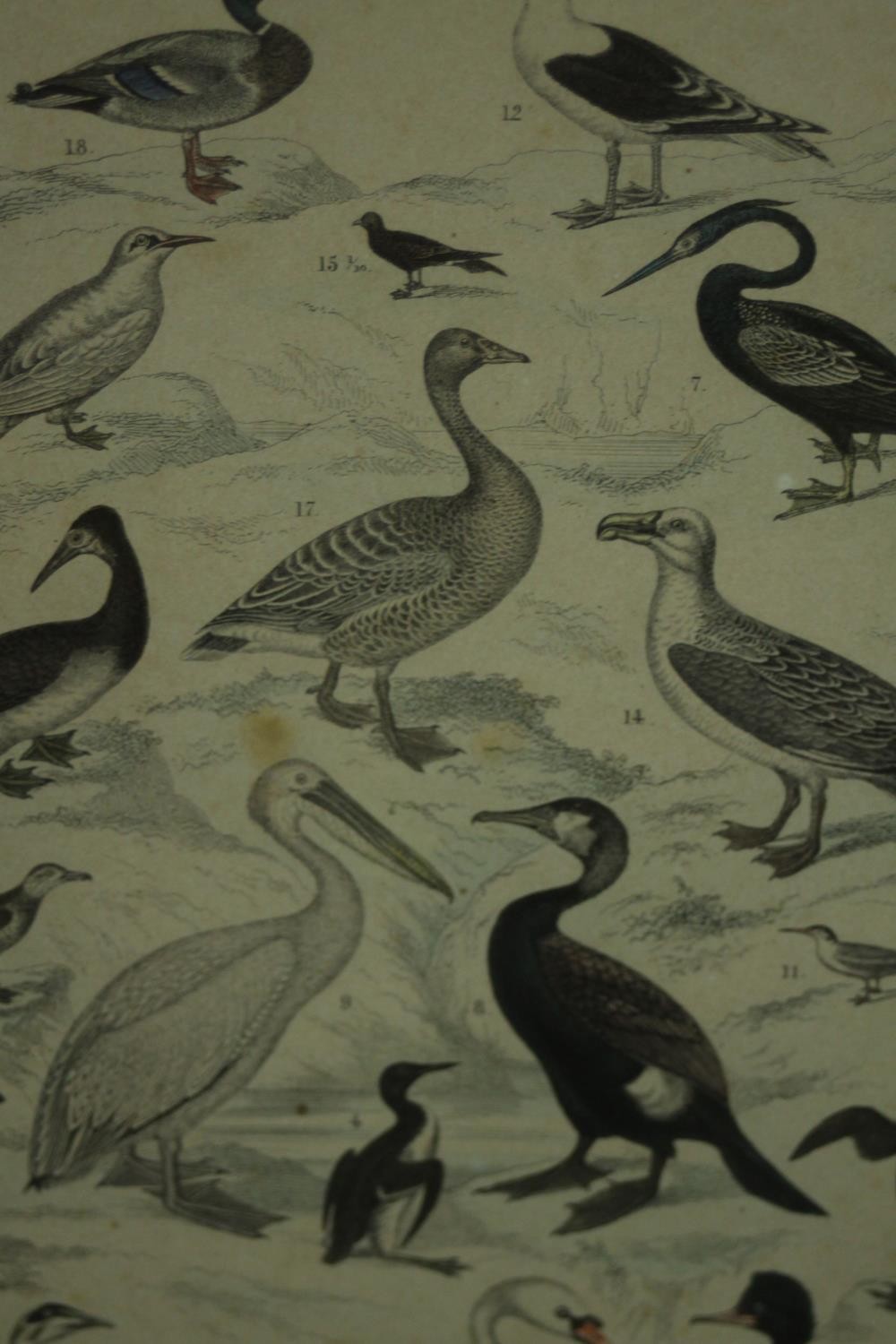 A framed and glazed triptych of 19th century hand coloured engravings of various species of tropical - Image 4 of 11