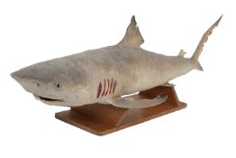 A TAXIDERMY BULL SHARK, JUVENILE FULL MOUNT