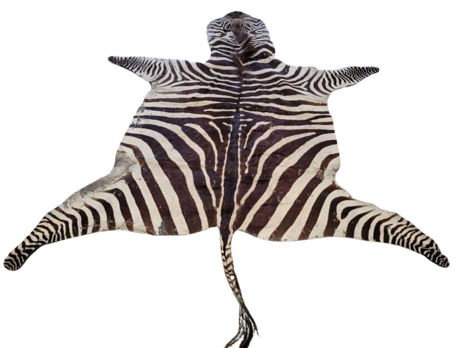 A LARGE ZEBRA (EQUUS QUAGGA) FLAT SKIN RUG - Image 2 of 3