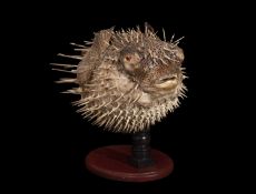 A TAXIDERMY PORCUPINEFISH