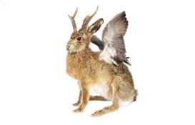 A TAXIDERMY 'WOLPERTINGER'