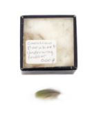 A FEATHER OF THE EXTINCT CAROLINA PARAKEET (CONUROPSIS CAROLINENSIS)