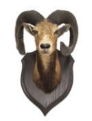 A TAXIDERMY MOUFLON RAM BY ROWLAND WARD