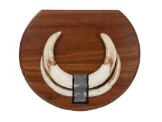 A TAXIDERMY WARTHOG TUSKS ON SHIELD.