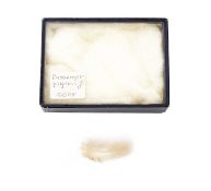 A FEATHER OF THE EXTINCT PASSENGER PIGEON (ECTOPISTES MIGRATORIUS)