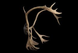 A SET OF LATE 19TH CENTURY REINDEER ANTLERS ON TURNED EBONISED WOOD SHIELD