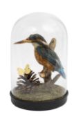 A TAXIDERMY KINGFISHER AND BUTTERFLY IN GLASS DOME