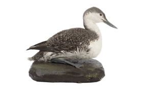 A TAXIDERMY RED THROATED DIVER (GAVIA STELLATA)